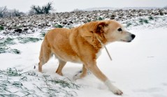 DoraRitratto con nevevideo, roberto giannini